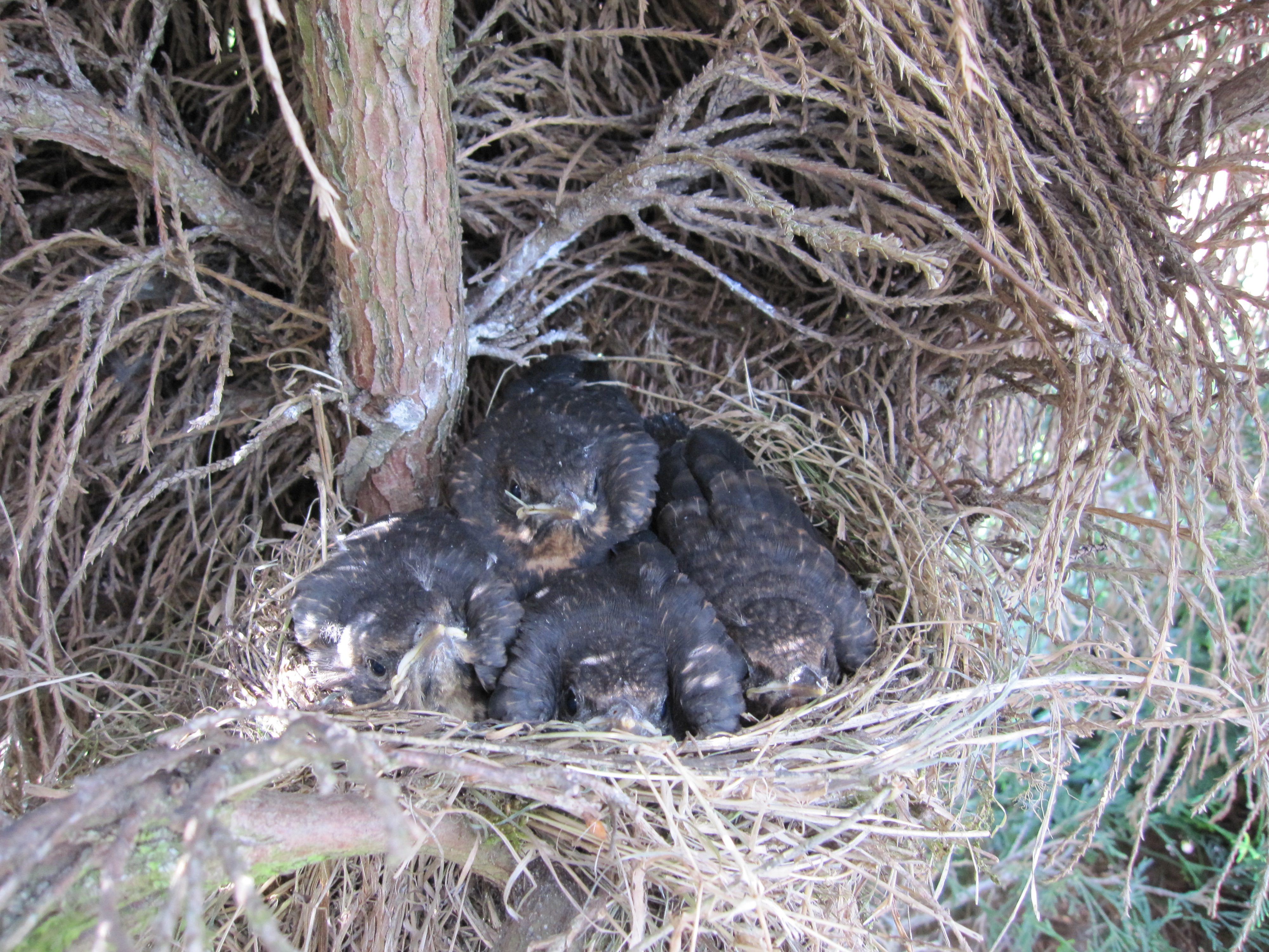Blackbird chicks in nest